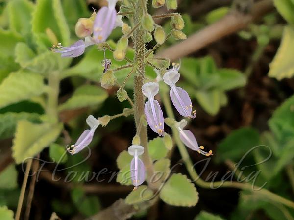 Cuban Oregano